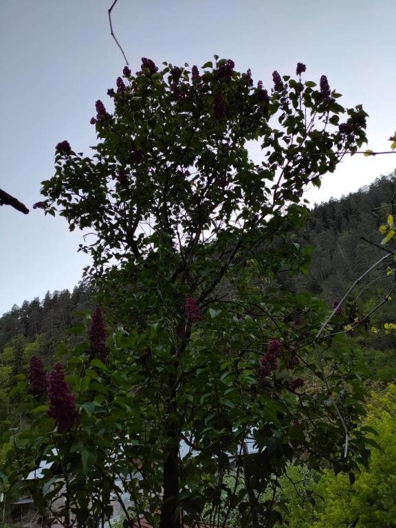 Guest House Gogias Cixe Borjomi Bagian luar foto